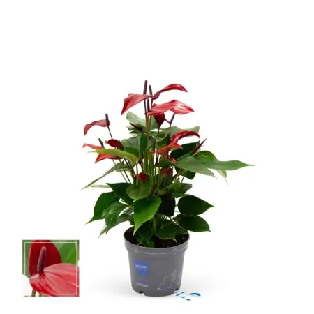 Антуриум Лава ø9 h30 см