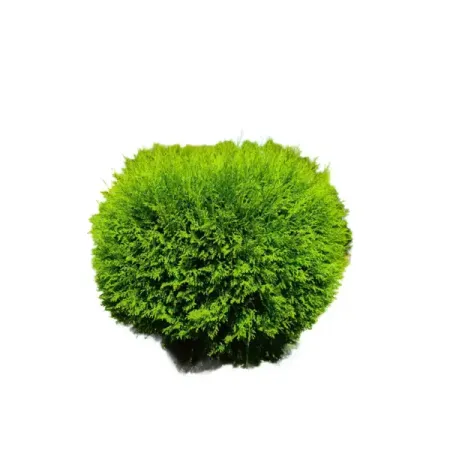 Туя западная Вудварди ø80 - 100 h100 см