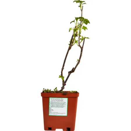 Смородина красная Андрейченко ø16 h40 см