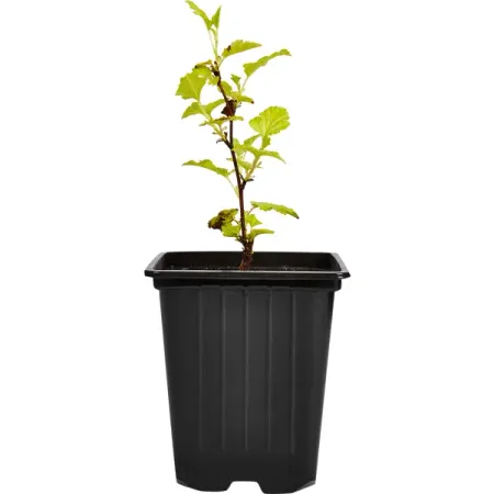 Пузыреплодник калинолистный Дартс Голд ø9 h30 см