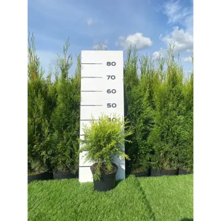 Туя Даника аурея ø19 h20 - 40 см
