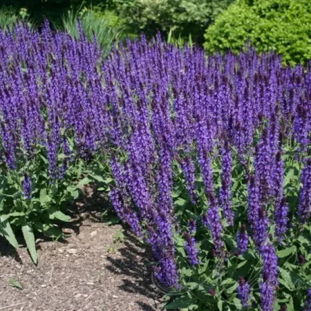 Шалфей дубравный Сальватор Блу ø17 h30 - 35 см