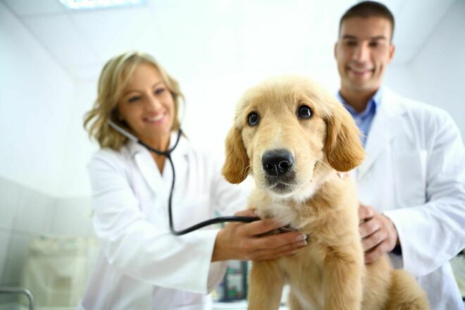 Напишу качественные статьи по медицине и ветеринарии