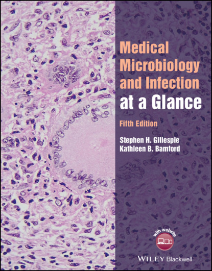 вирусология  ЛитРес Medical Microbiology and Infection at a Glance