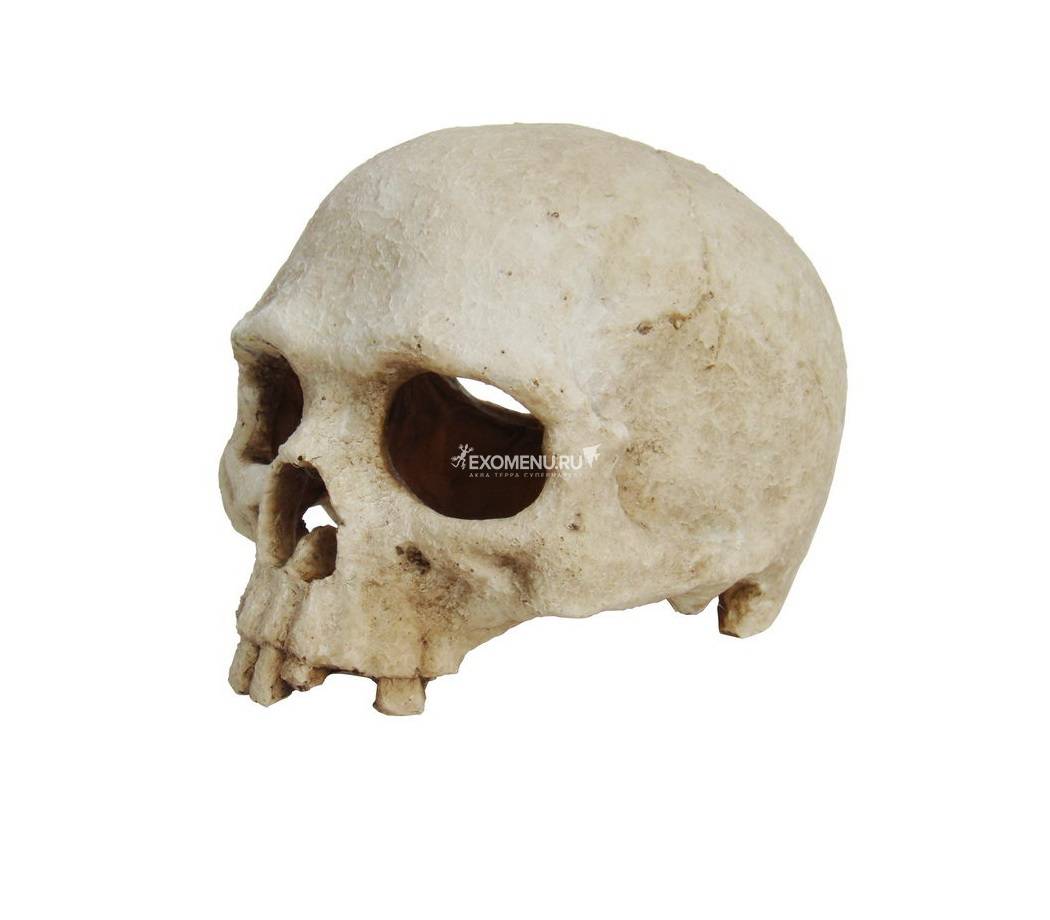 LUCKY REPTILE Декорация для террариума, череп Skull Monkey, 15х12х11см