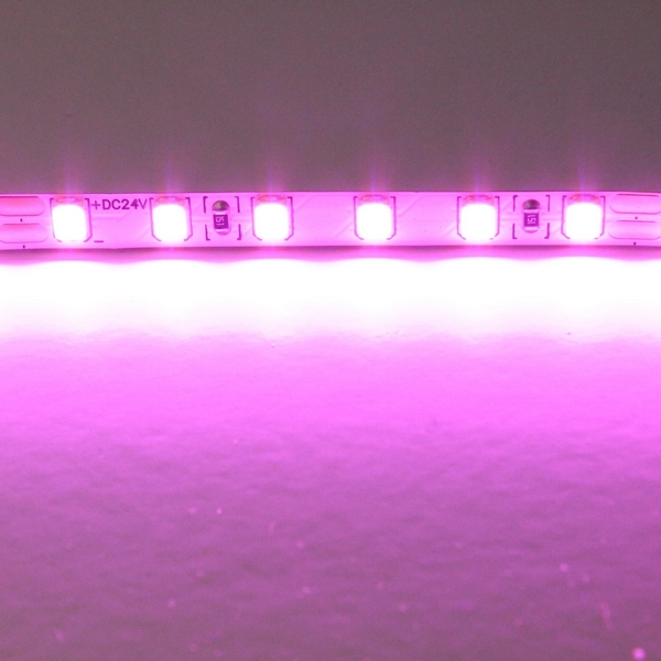 Светодиодная лента цветного свечения 24V, розовый Lightstar 420512