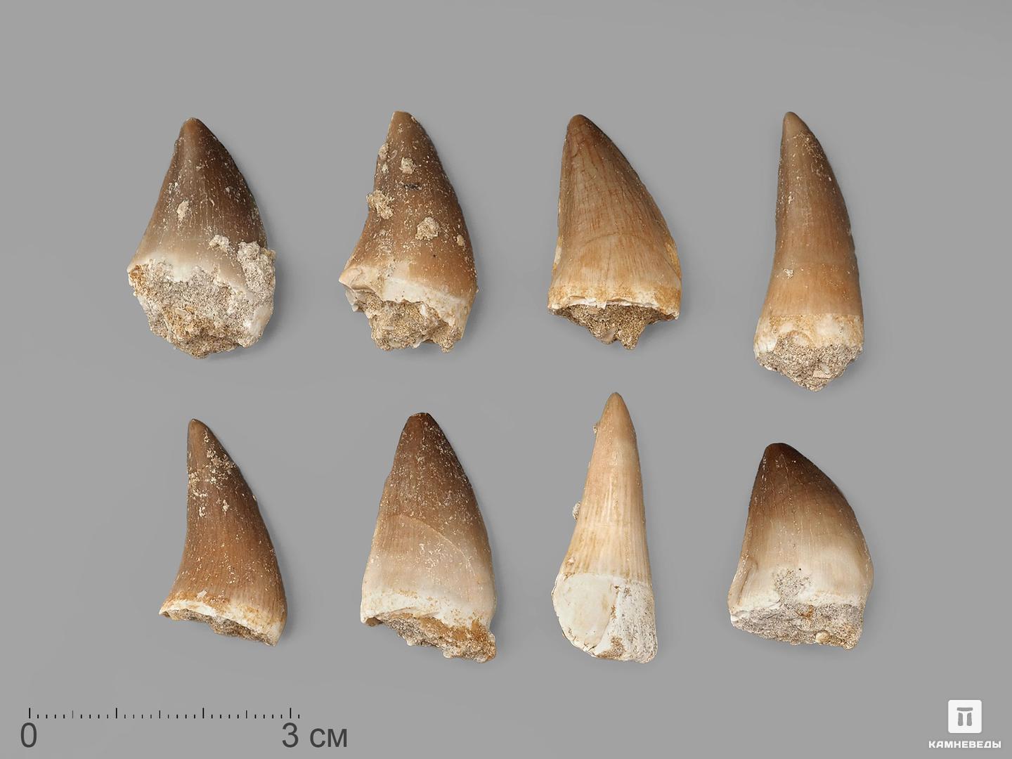 Зуб мозазавра окаменелый (Mosasaurus anceps), 2-3 см