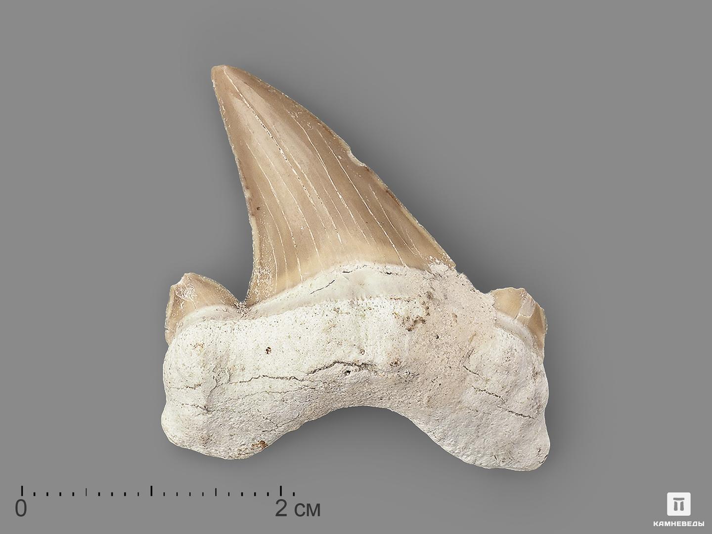 Зуб акулы Otodus obliquus, 4х3 см