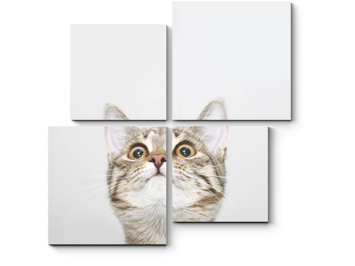 Кошки Модульная картина Picsis