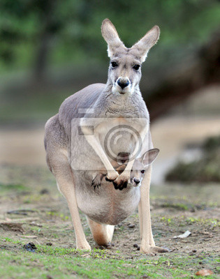 Австралийский серых кенгуру с ребенком Джо в сумке, 20×25 см, на бумаге