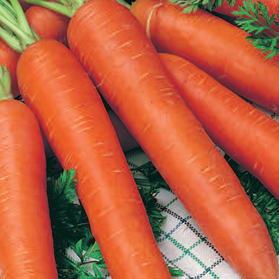 Семена моркови на ленте  Русские Семена Семена на ленте - Морковь Берликум Роял (8 м.)