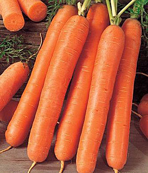 Семена моркови на ленте  Русские Семена Семена на ленте - Морковь Ройал Форто (8 м.)