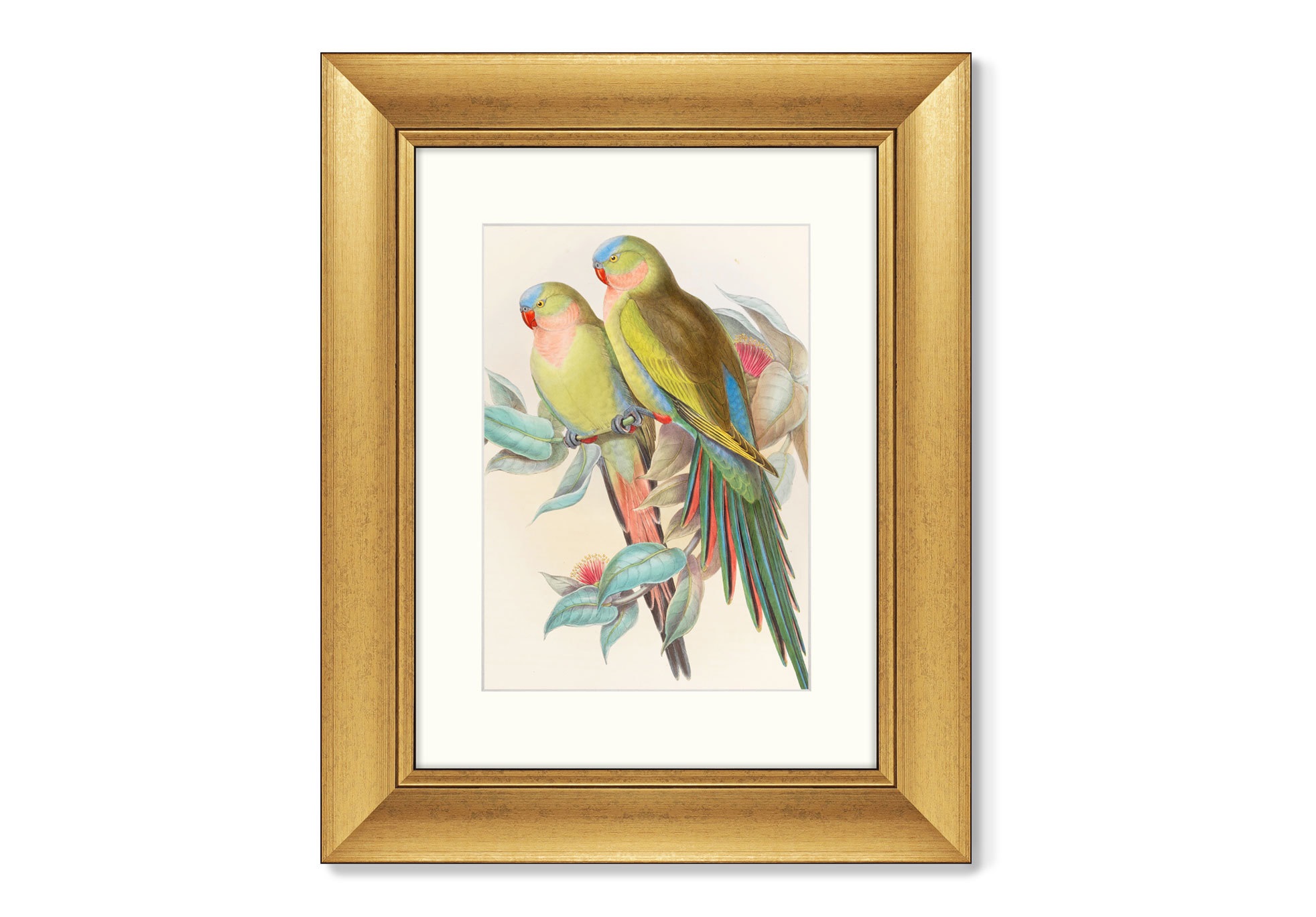 Репродукция картины в раме love parrots, 1850г. (картины в квартиру) мультиколор 40x50 см.