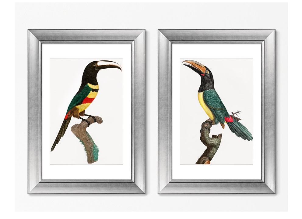 Набор из 2-х репродукций картин в раме black-necked aracari, 1806г. (картины в квартиру) мультиколор 50x70 см.