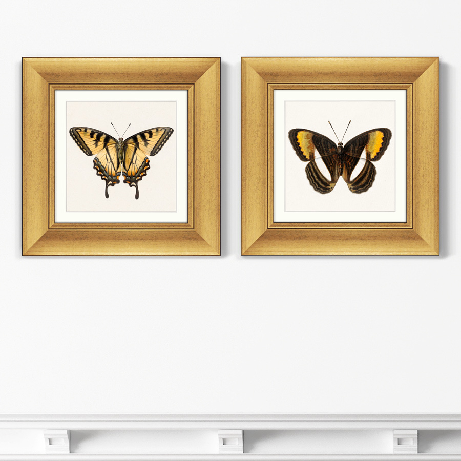 Набор из 2-х репродукций картин в раме two butterflies, 1711г. (картины в квартиру) мультиколор 35x35 см.