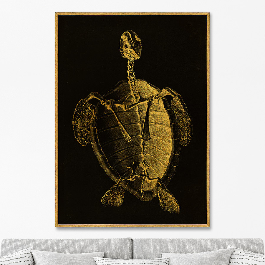 Репродукция картины на холсте turtle skeleton, 1733г. (картины в квартиру) черный 75x105 см.