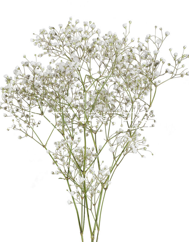 Зелень Декоративная  Букет СПБ Гипсофила Gypsophila