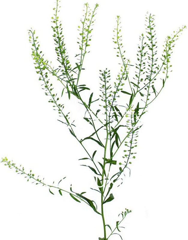 Грин белл (Тласпи) Thlaspi
