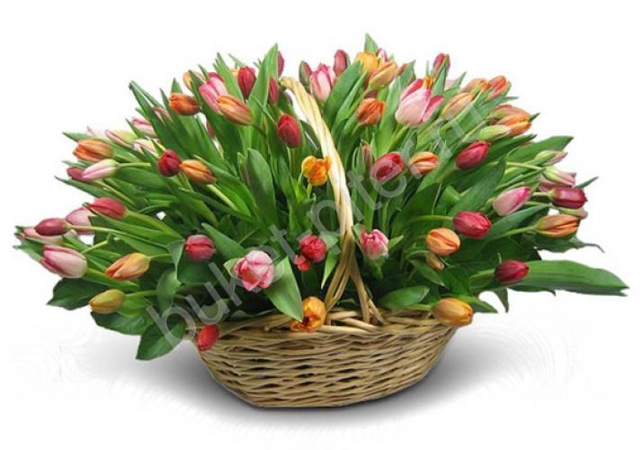 Любимой  Букет СПБ Корзина с 69 разноцветными тюльпанами в корзине