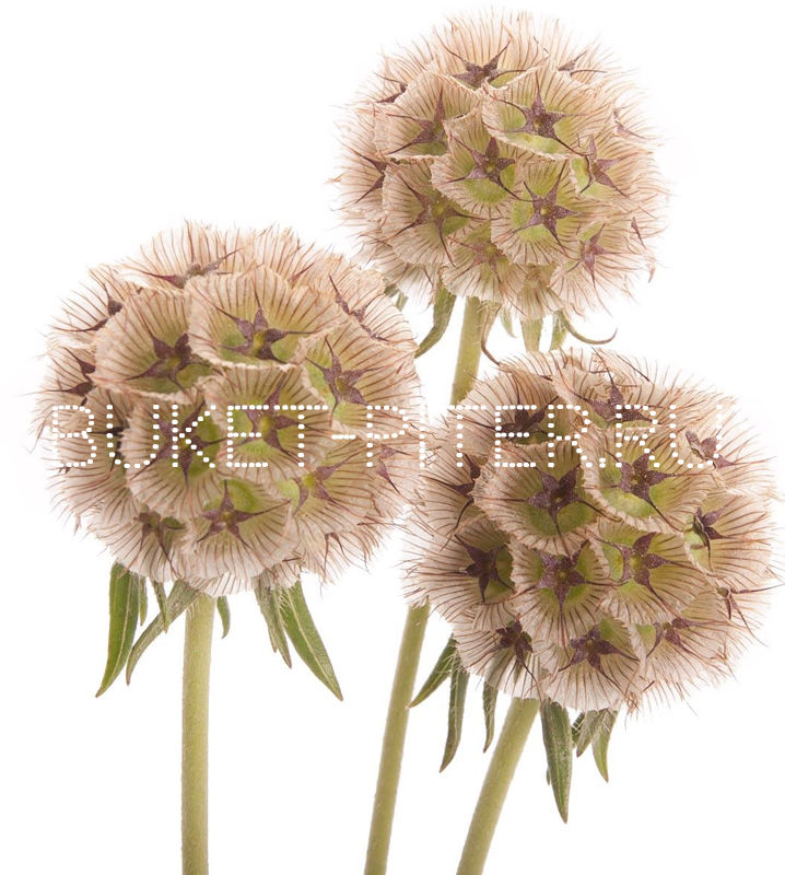 Зелень Декоративная Скабиоза Scabiosa Stellata