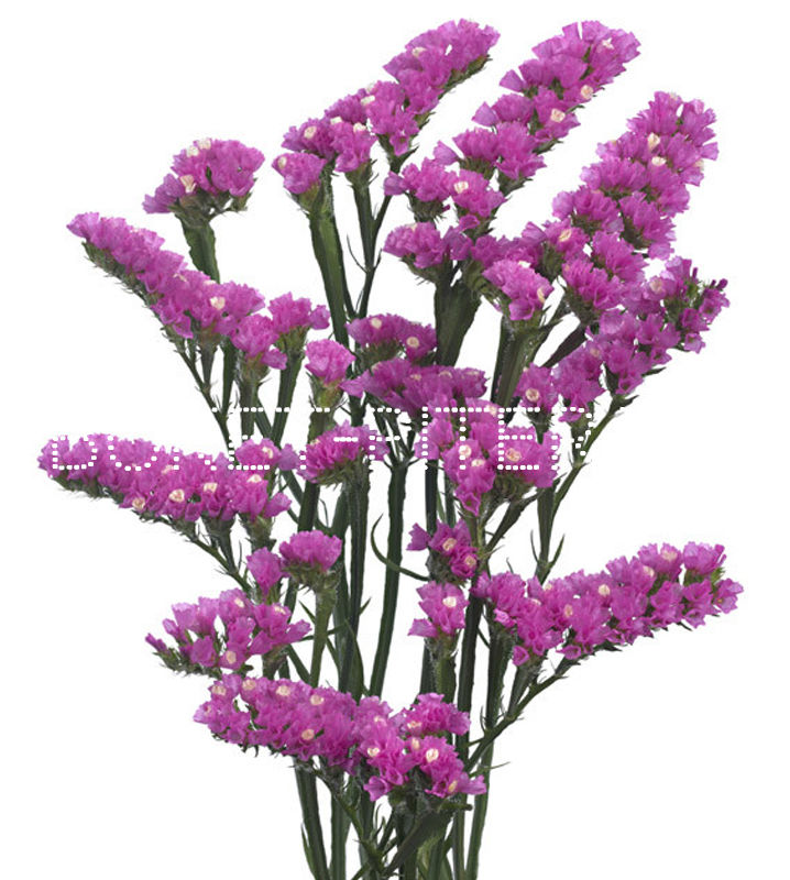 Зелень Декоративная  Букет СПБ Статица розовая Limonium sinuata (Statice sinuata)