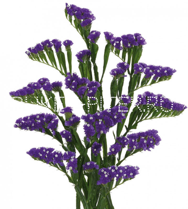 Зелень Декоративная Статица фиолетовая Limonium sinuata (Statice sinuata)