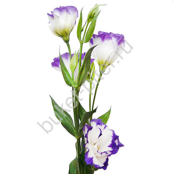 Лизиантус (эустома) бело-фиолетовый