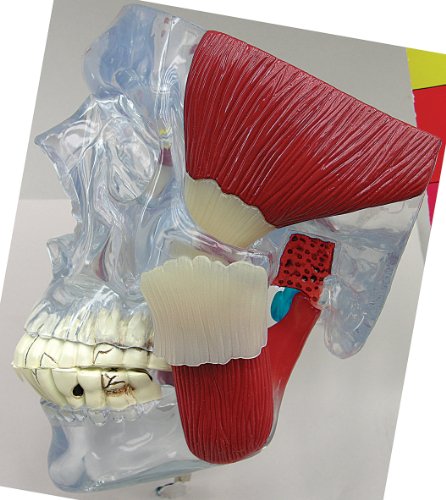 TMJ Model