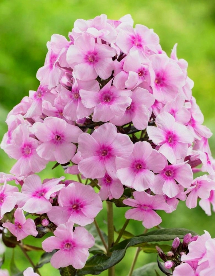  Флокс Сладкие сны 1 шт.