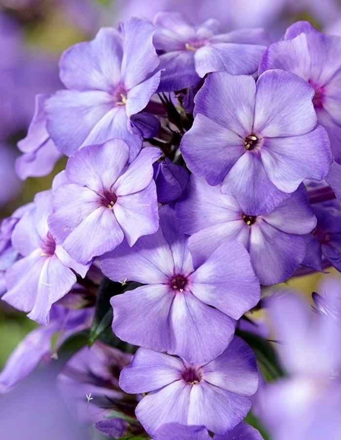  Флокс Лайт Блю 1 шт.