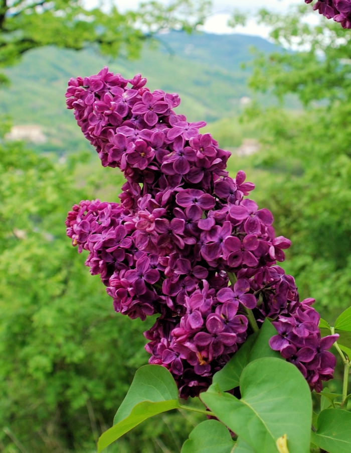  Сирень Заря коммунизма 1 шт Р9