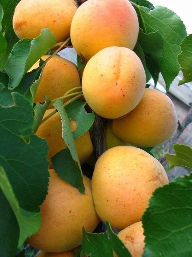  Абрикос Хабаровский Юбилейный 1 шт