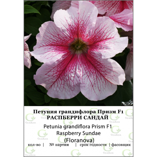 Петуния грандифлора Призм Расберри Сандай 100др (Fioranova)