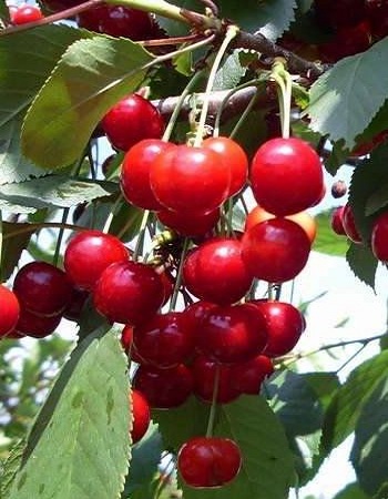 Обыкновенная Вишня Асоль (Prunus cerasus)  1 шт