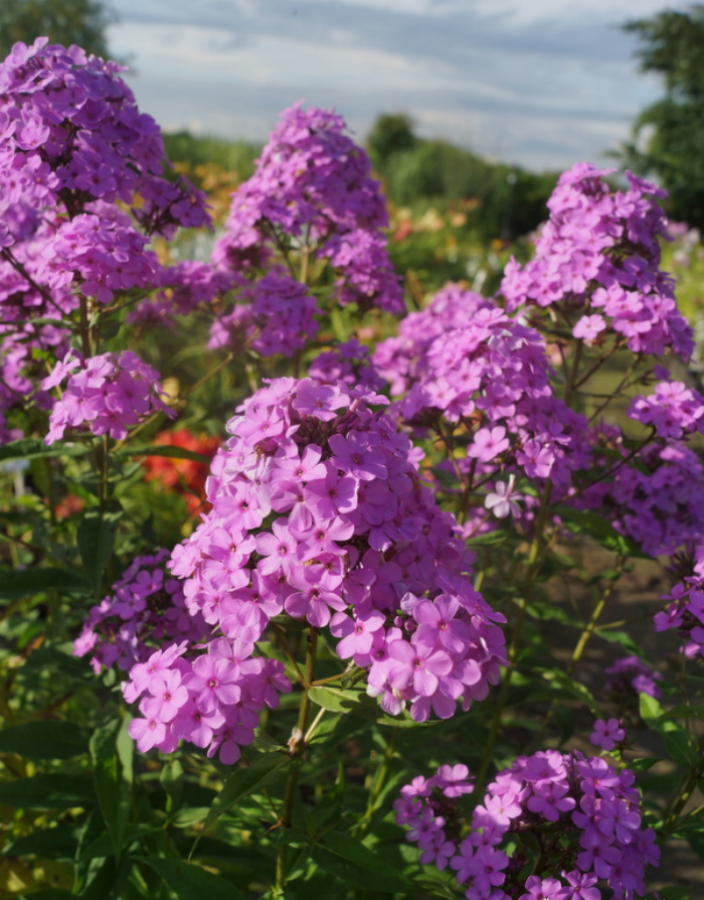   Агросемфонд Флокс Хесперис (горшок)