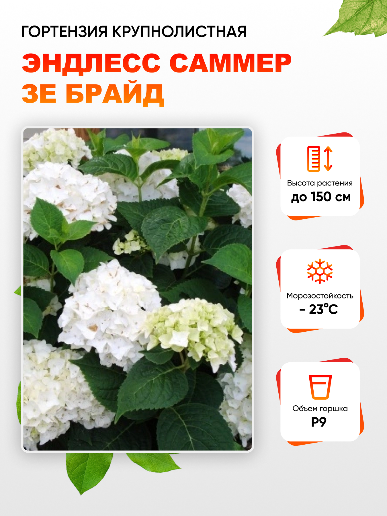  Гортензия крупнолистная Эндлесс Саммер зе Брайд 1 шт Р9
