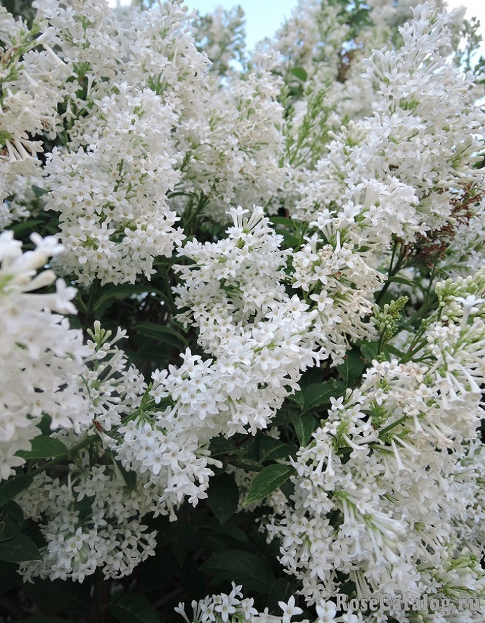  Сирень Агнесс Смит 1 шт Р9