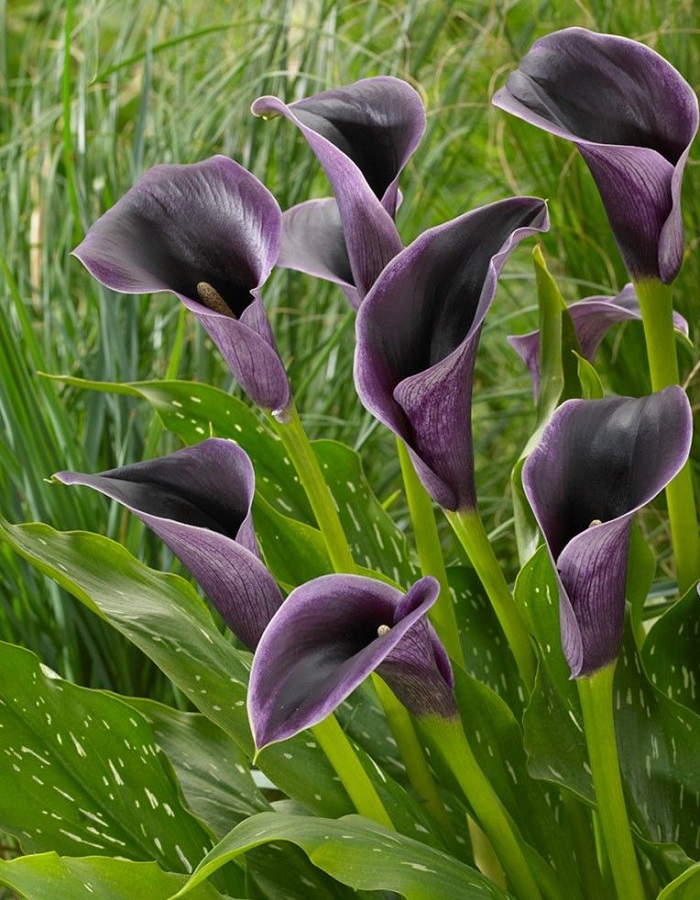  Калла Акела 1 уп. (2 шт.)
