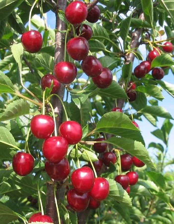 Обыкновенная  Агросемфонд Вишня Игрицкая (Prunus cerasus)  1 шт