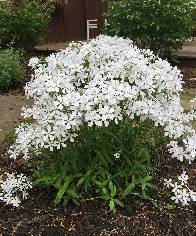  Флокс растопыренный Мэй Бриз (горшок)