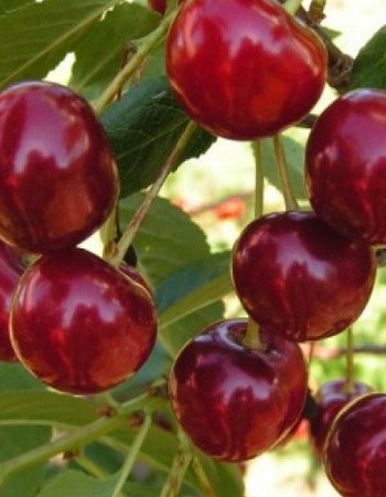 Обыкновенная Вишня Живица (Prunus cerasus) 1 шт