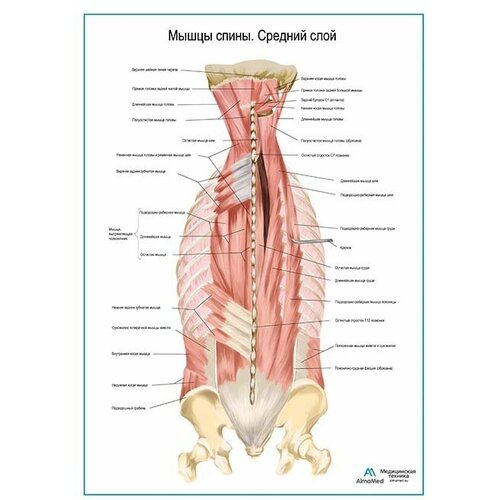 Мышцы спины, средний слой плакат матовый холст от 200 г/кв. м, размер