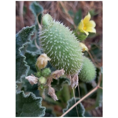 Семена Бешеный огурец обыкновенный (Ecballium elaterium), 5