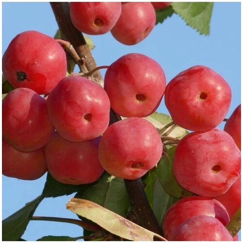 Семена Яблоня Ягодная Манчжурская (Malus baccata) 10