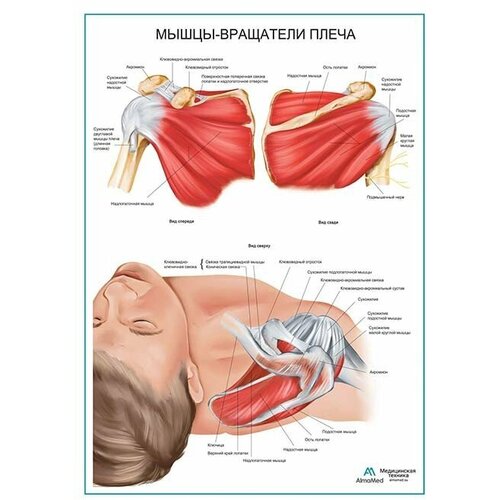 Мышцы - вращатели плеча плакат матовый холст от 200 г/кв. м, размер
