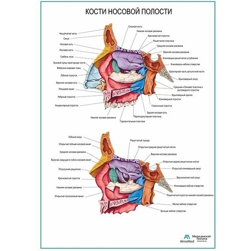 Кости носовой полости, плакат глянцевая фотобумага от 200 г/кв. м, размер