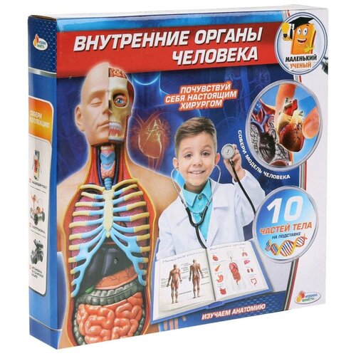 Наборы для исследований  Беру Набор Играем вместе Внутренние органы человека (KY-10001)