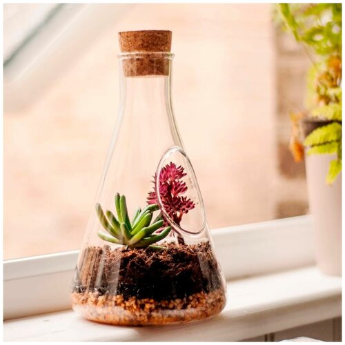   Яндекс Маркет Настольный террариум для растений Chemistry Terrarium Kit