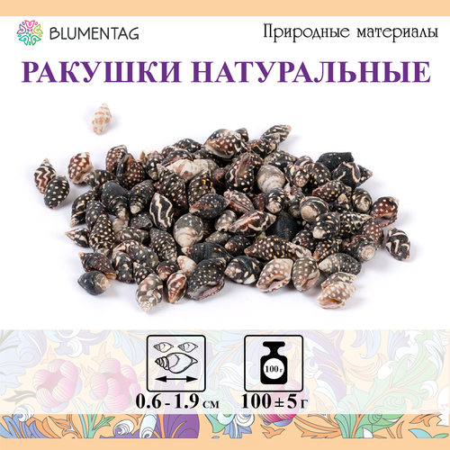 Флористика Blumentag DRF-007 Ракушки декор. 100 г ± 5 г Nassa