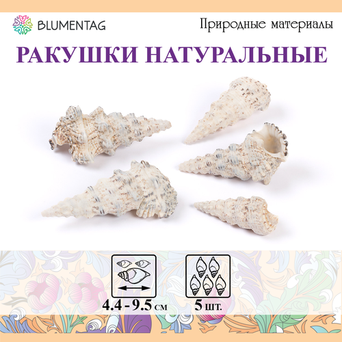 Флористика Blumentag DRF-033 Ракушки декор. 5 шт. Cerethium Nodolosum